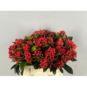 Skimmia Bes Rood Bs