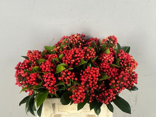 Skimmia Bes Rood Bs