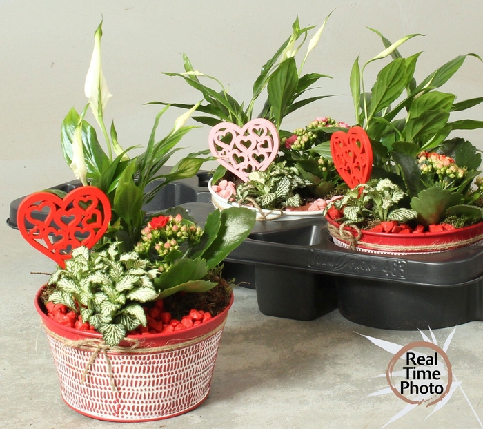 <h4>ARR KAMERPL</h4>