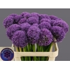Allium Globemaster