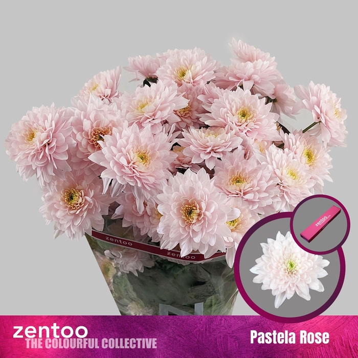 <h4>CHRYSANTHEMUM TR 'PASTELA ROSE'</h4>