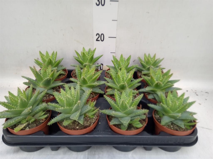 <h4>Aloe brevifolia</h4>