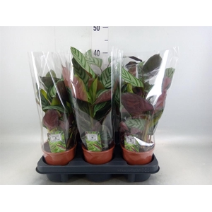 Ctenanthe setosa 'Compactstar'