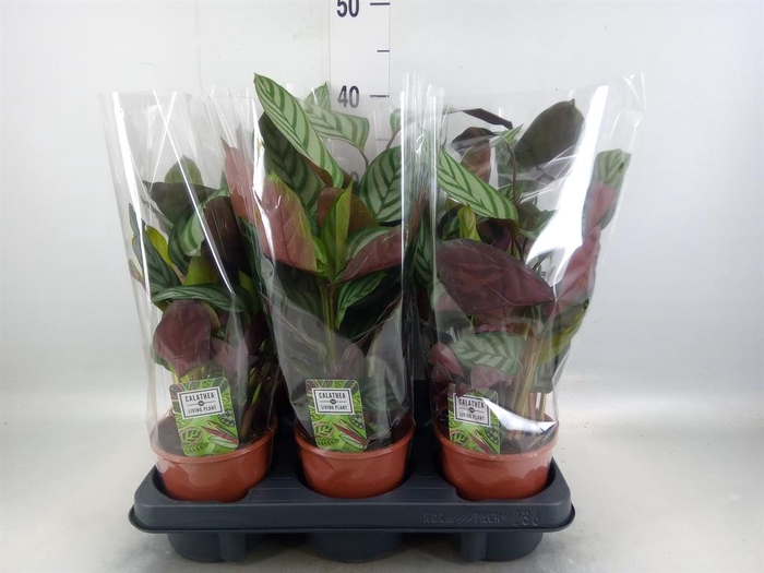 <h4>Ctenanthe setosa 'Compactstar'</h4>