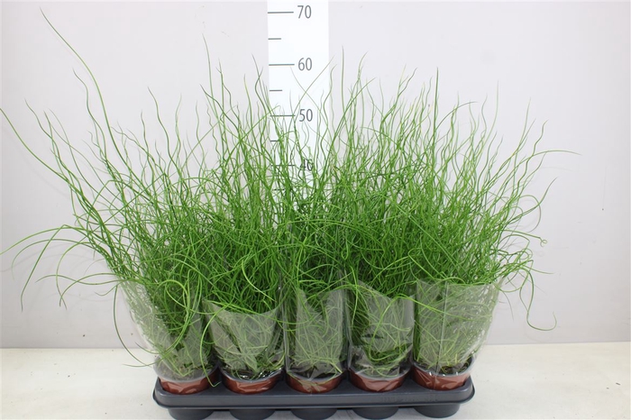 Juncus Ef Spiralis