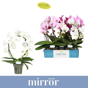 Phalaenopsis   ...mix  3