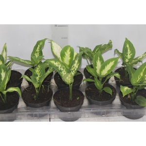 DIEFFENBACHIA VARIADO P11