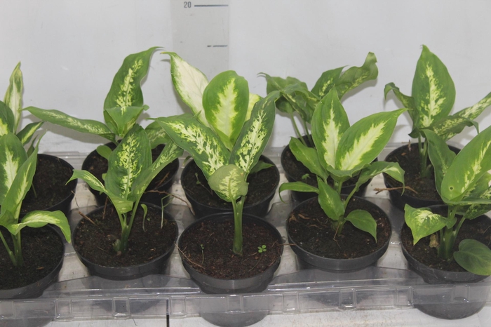 <h4>DIEFFENBACHIA VARIADO P11</h4>