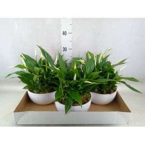 Spathiphyllum  'Pearl Cupido'