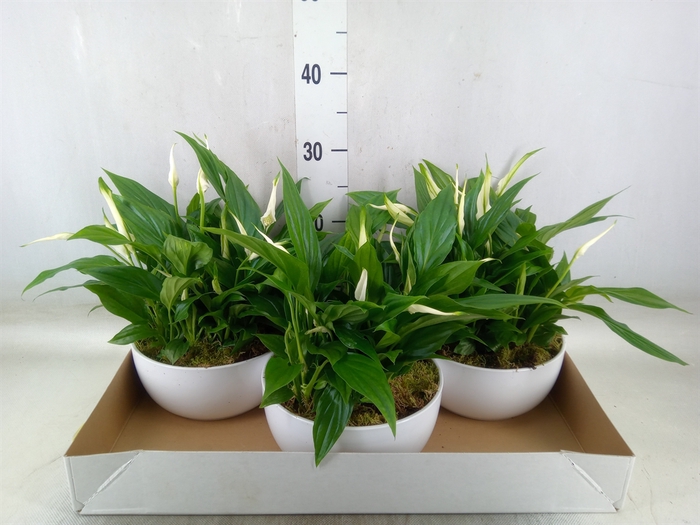 <h4>Spathiphyllum  'Pearl Cupido'</h4>