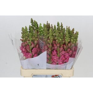 Antirrhinum Potomac Cherry Rose