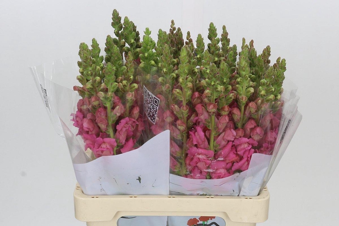 <h4>Antirrhinum Potomac Cherry Rose</h4>