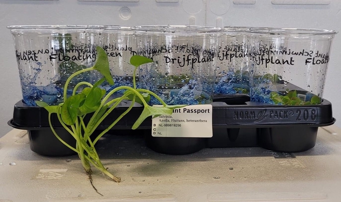 <h4>DRIJFPLANTEN GEM</h4>