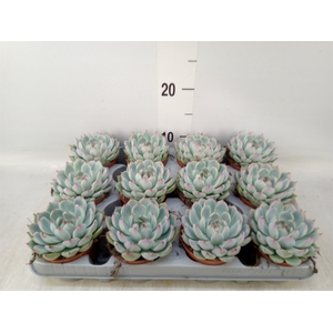 Echeveria   ...