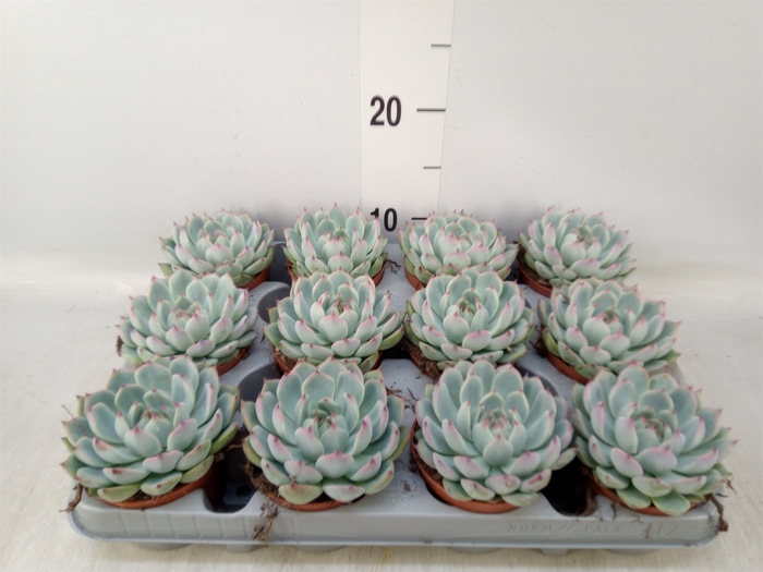 <h4>Echeveria   ...</h4>