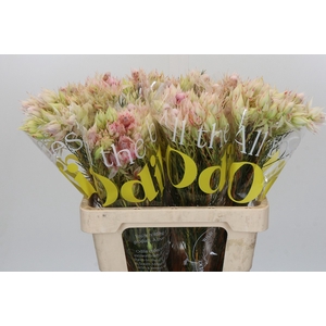 Blushing Bride Pink 2/5 Flowers