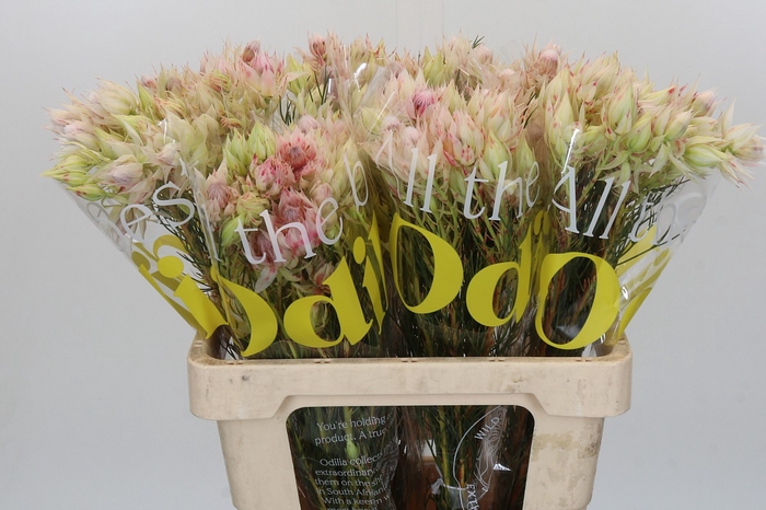 <h4>Blushing Bride Pink 2/5 Flowers</h4>