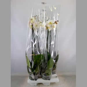 Phalaenopsis   ...white