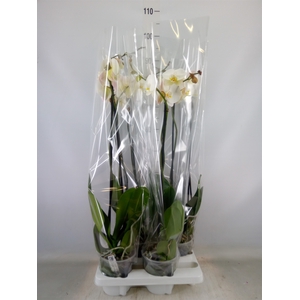 Phalaenopsis   ...white