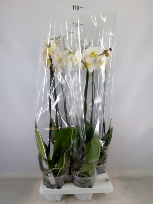 <h4>Phalaenopsis   ...white</h4>