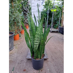 Sansevieria zeylanica