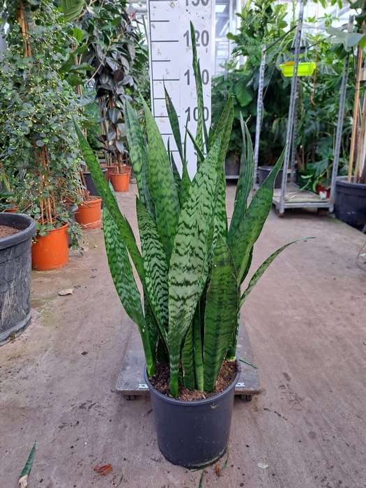 Sansevieria zeylanica