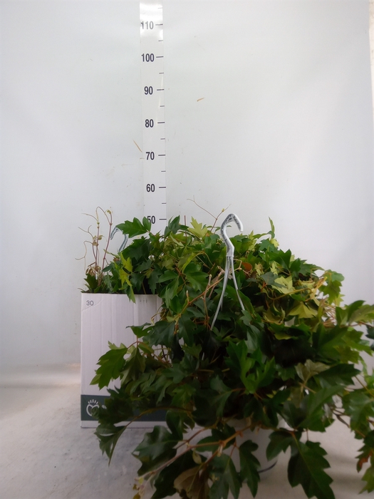 <h4>Cissus rhombifolia 'Ellen Danica'</h4>