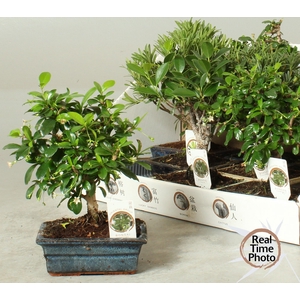 BONSAI GEM