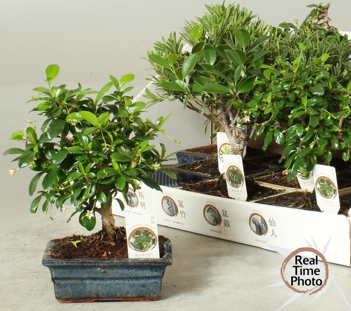 <h4>BONSAI GEM</h4>