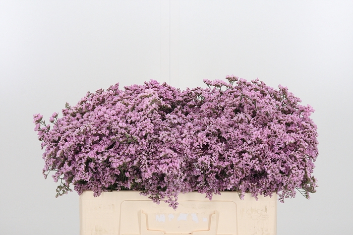 <h4>Lim Saf Oshi Pink</h4>