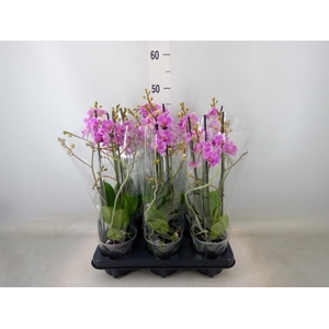 Phalaenopsis multi.   ...
