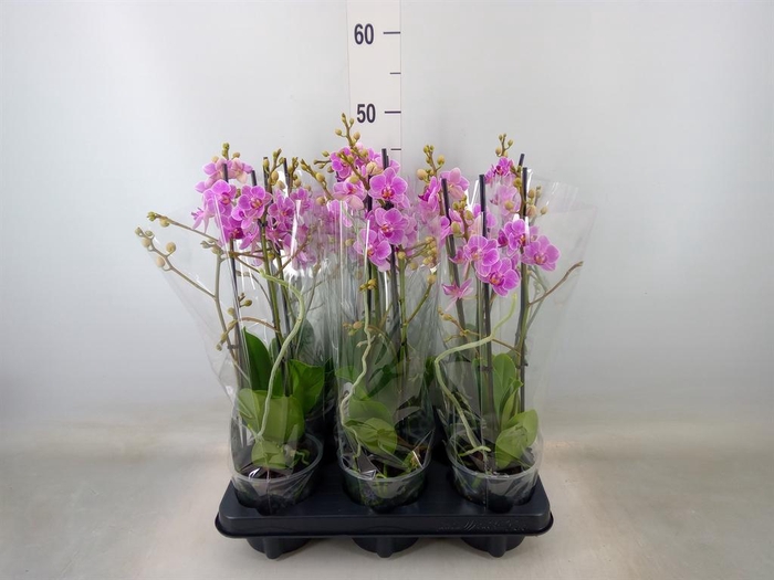 <h4>Phalaenopsis multi.   ...</h4>