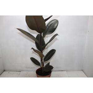 FICUS ELASTICA BURGUNDY P17