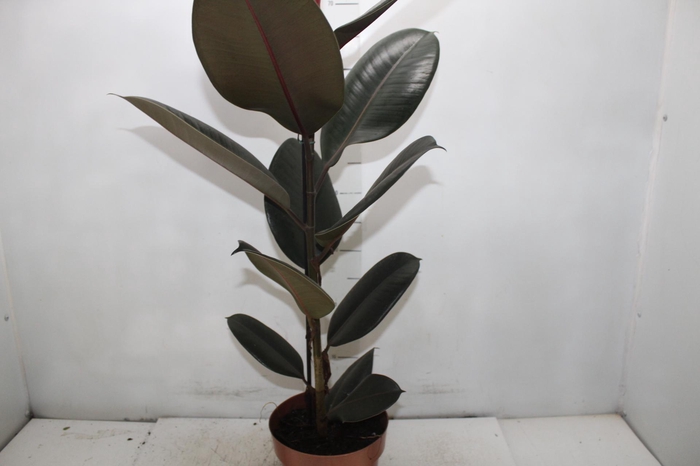 <h4>FICUS ELASTICA BURGUNDY P17</h4>