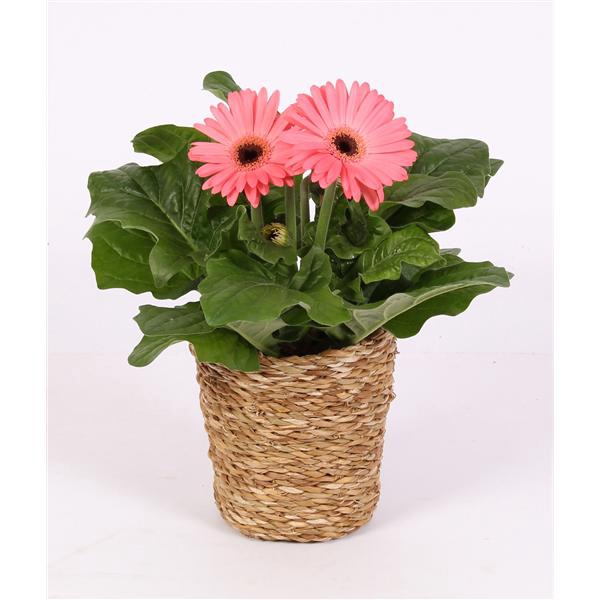 <h4>Gerbera belicht 2+ in grass pot nature</h4>