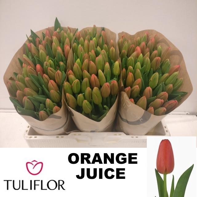 <h4>TU EN ORANGE JUICE</h4>