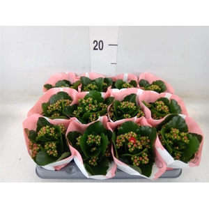 Kalanchoe 'RoseFlow Noelle'