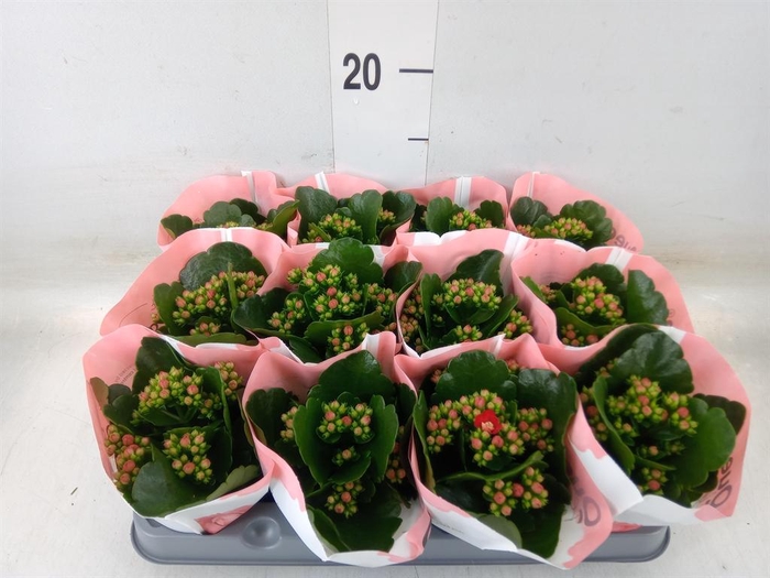 <h4>Kalanchoe 'RoseFlow Noelle'</h4>