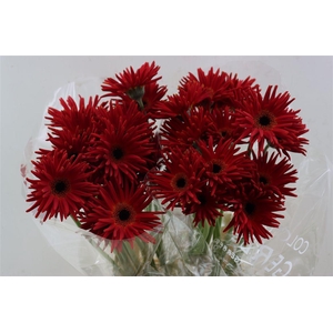 Ge Kv Pastini Soiree