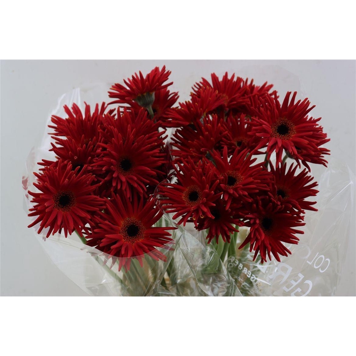 <h4>Ge Kv Pastini Soiree</h4>