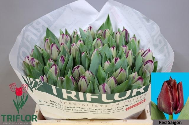 <h4>TU EN RED SAIGON</h4>