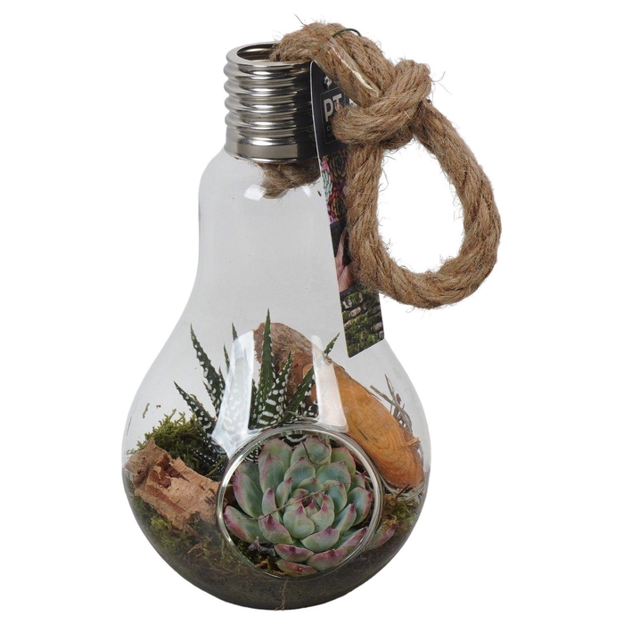 <h4>PTGIG2116 Arrangement Greens in glass in glazen terrarium</h4>