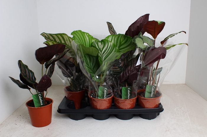 <h4>CALAT GEM 3 SRT</h4>