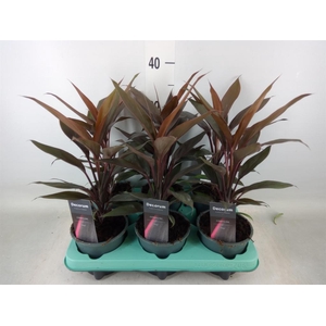 Cordyline fruti. 'Tango'