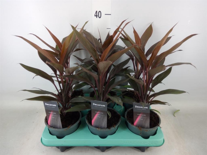 <h4>Cordyline fruti. 'Tango'</h4>