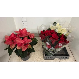 EUPHOR PULCHERRIM OV