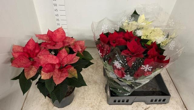 <h4>EUPHOR PULCHERRIM OV</h4>