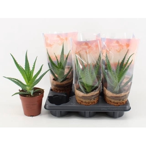 Aloe Arborescens (Cites) 12Ø 30cm