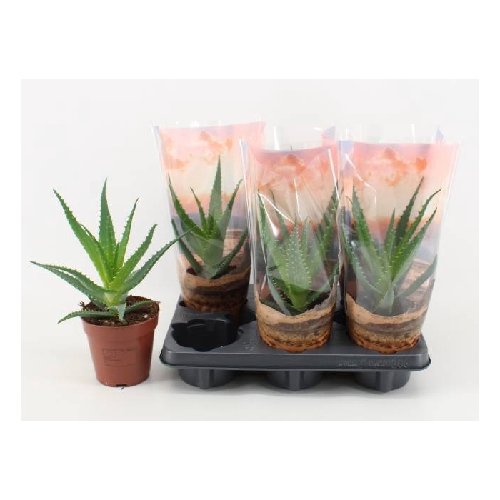 <h4>Aloe Arborescens (Cites) 12Ø 30cm</h4>