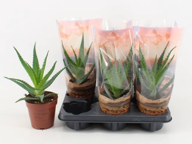 Aloe Arborescens (Cites) 12Ø 30cm